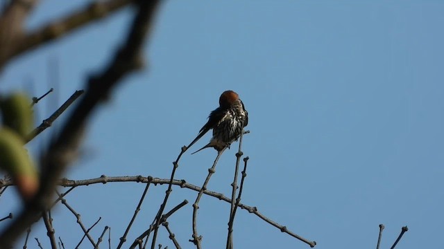 Lesser Striped Swallow - ML633267127