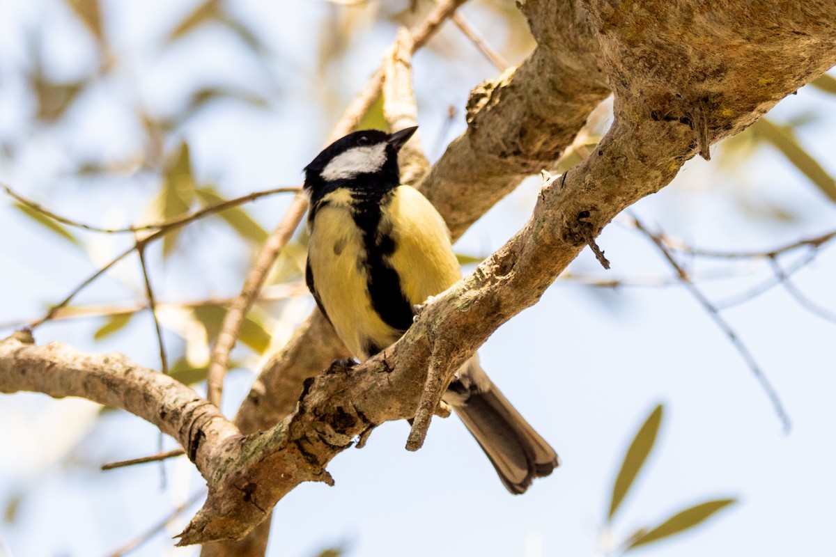 Great Tit - ML633267129
