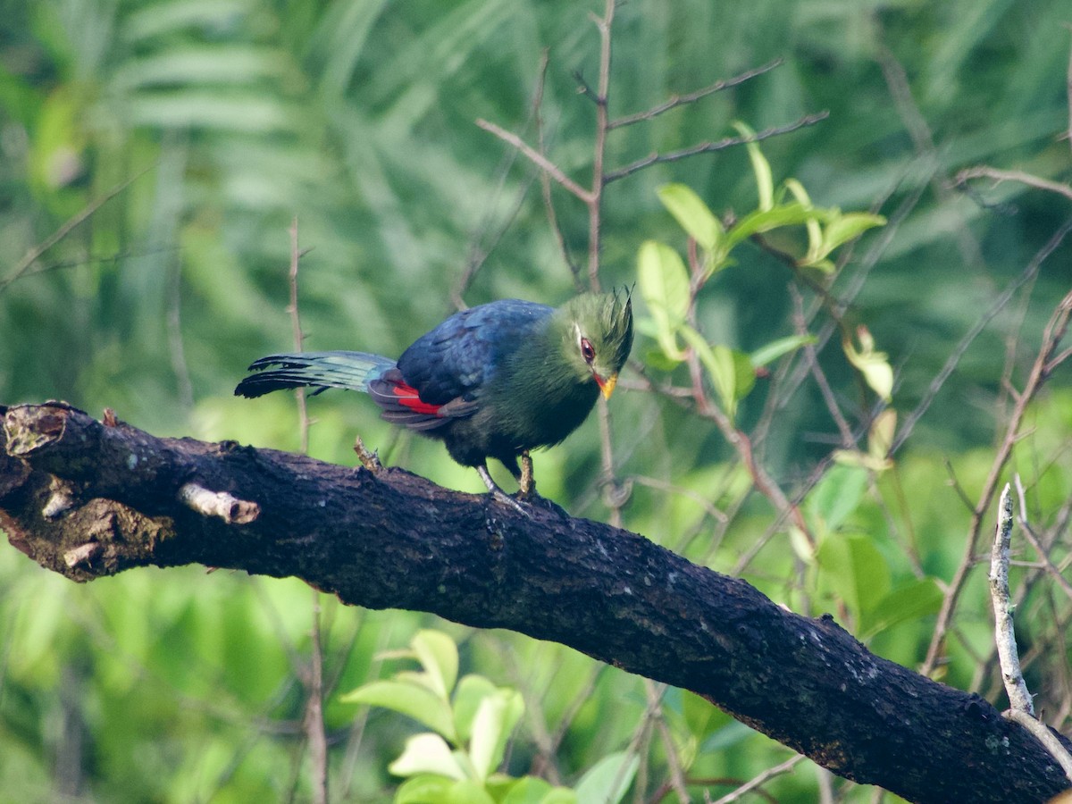 Yellow-billed Turaco - ML633267142