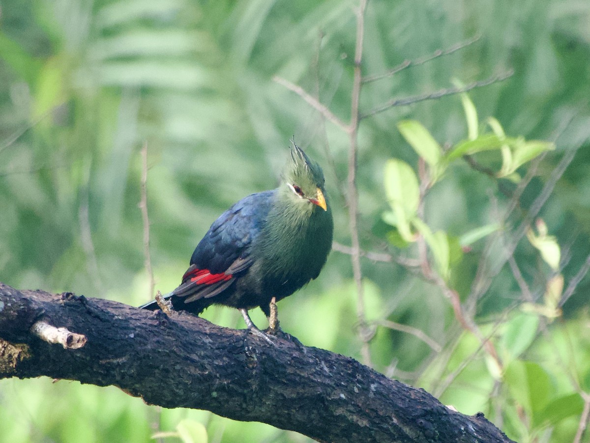 Yellow-billed Turaco - ML633267143