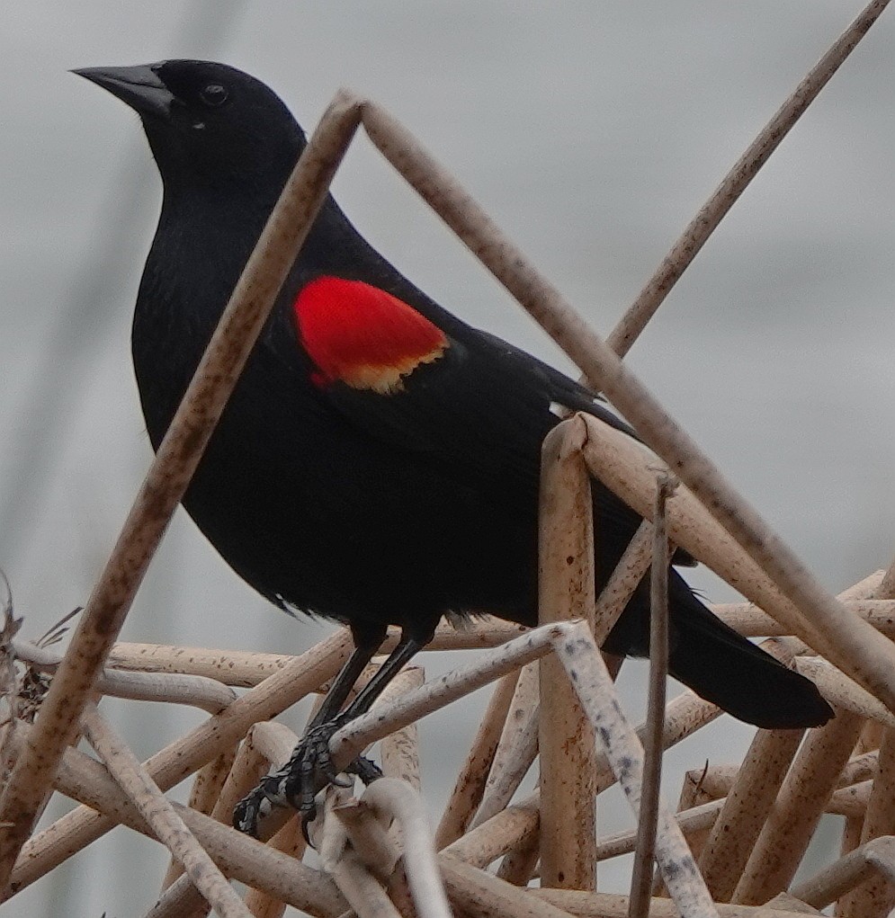 Red-winged Blackbird - ML633267144