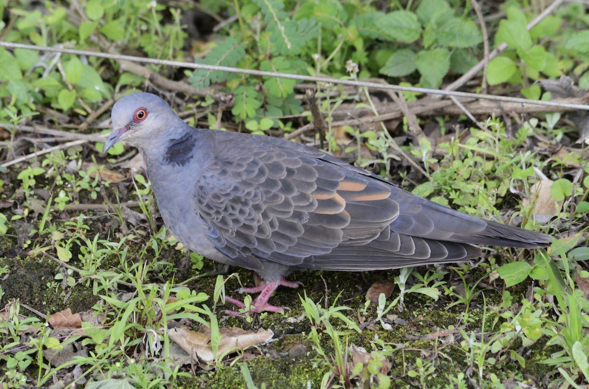 Dusky Turtle-Dove - ML633267152
