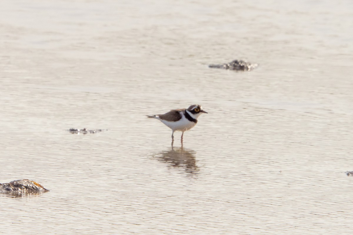 Little Ringed Plover - ML633267153