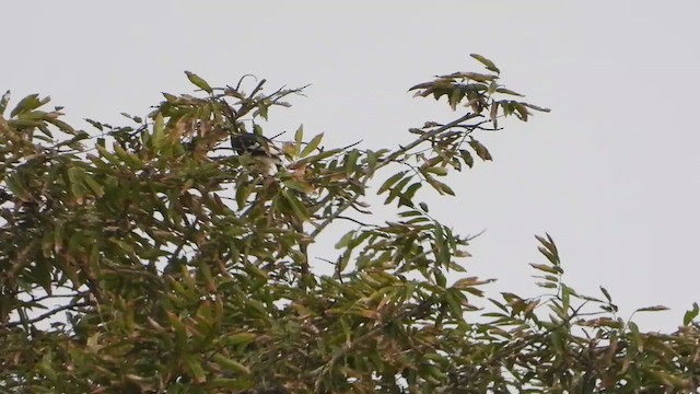 Piping Hornbill - ML633267165