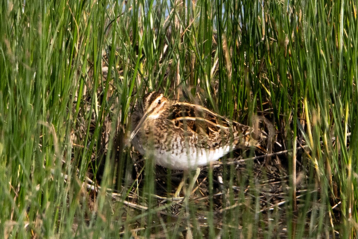 Common Snipe - ML633267166