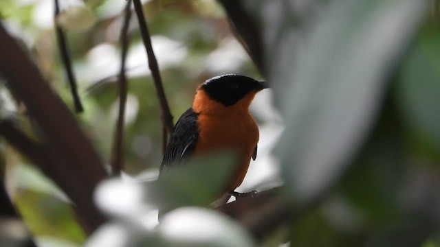 Snowy-crowned Robin-Chat - ML633267174