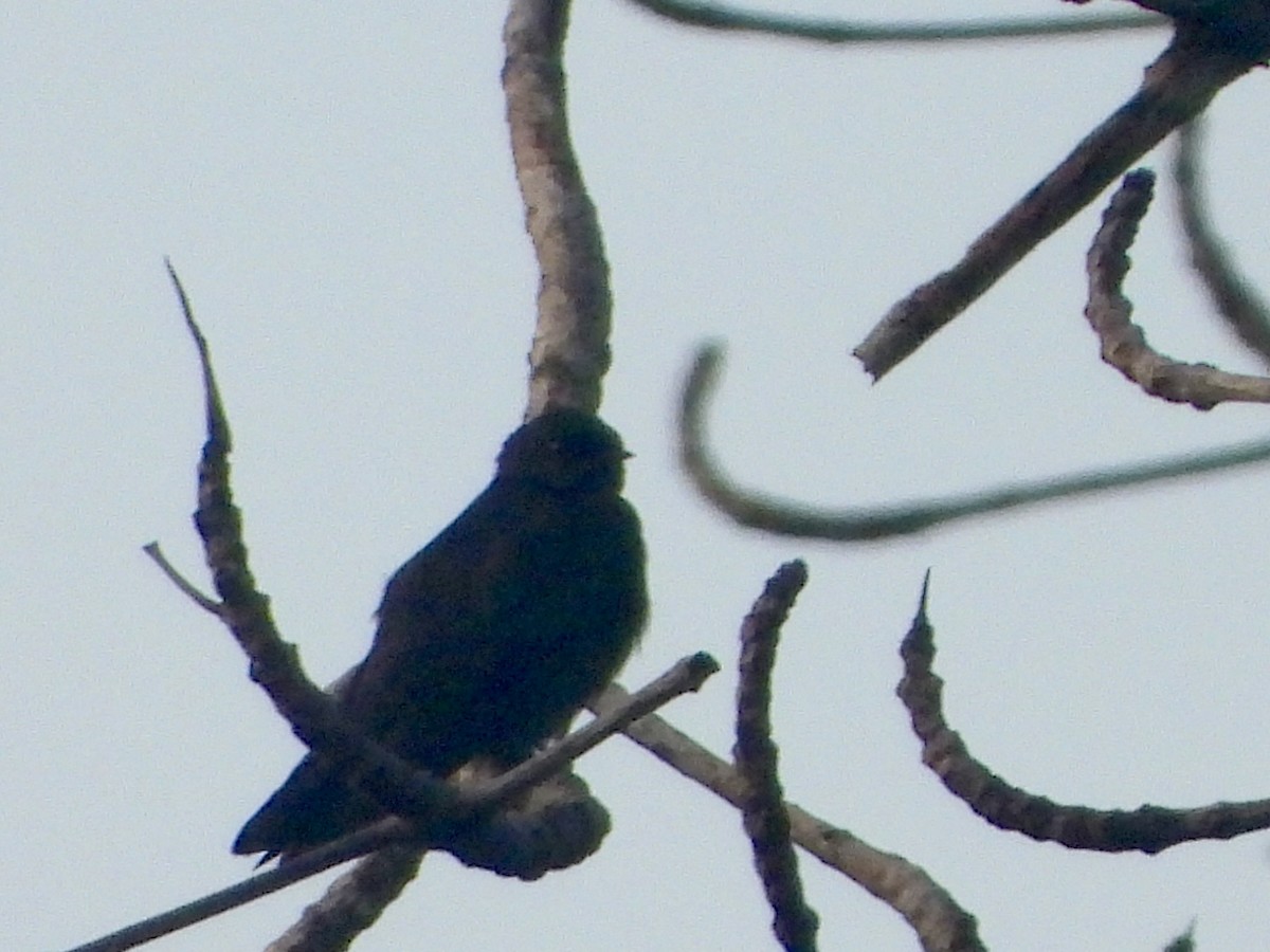 Square-tailed Sawwing - ML633267201