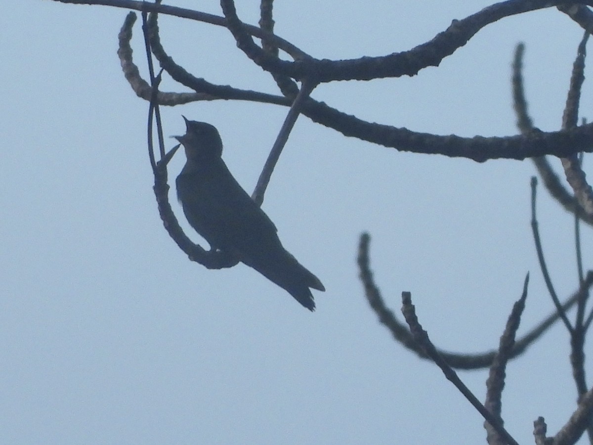 Square-tailed Sawwing - ML633267202