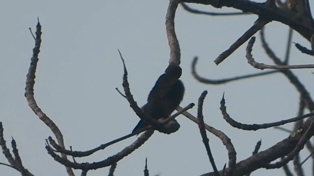 Square-tailed Sawwing - ML633267212