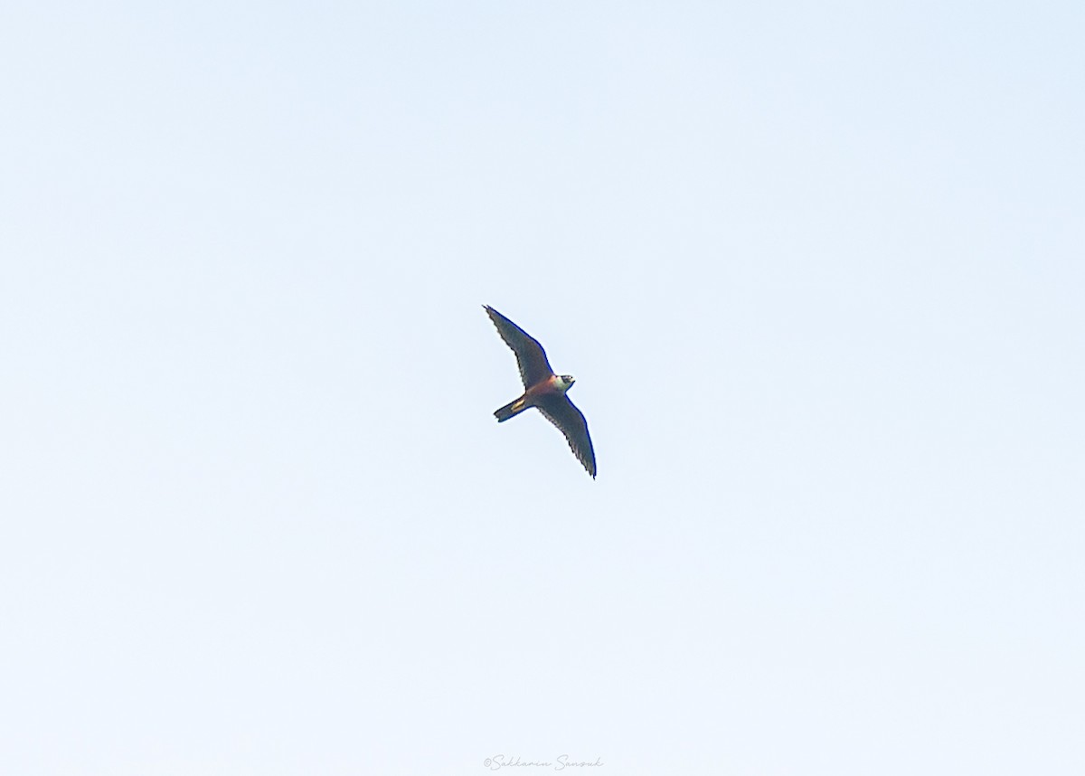 Malaienbaumfalke - ML633267213