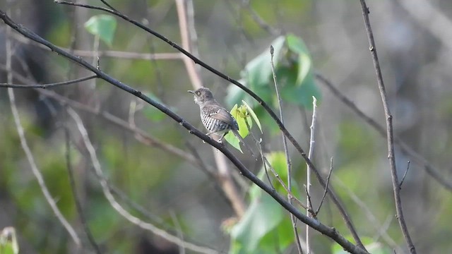 Prinia rayée - ML633267217