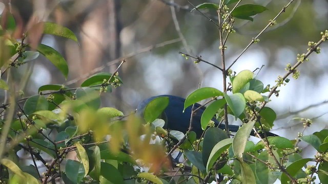 Yellow-billed Turaco - ML633267224