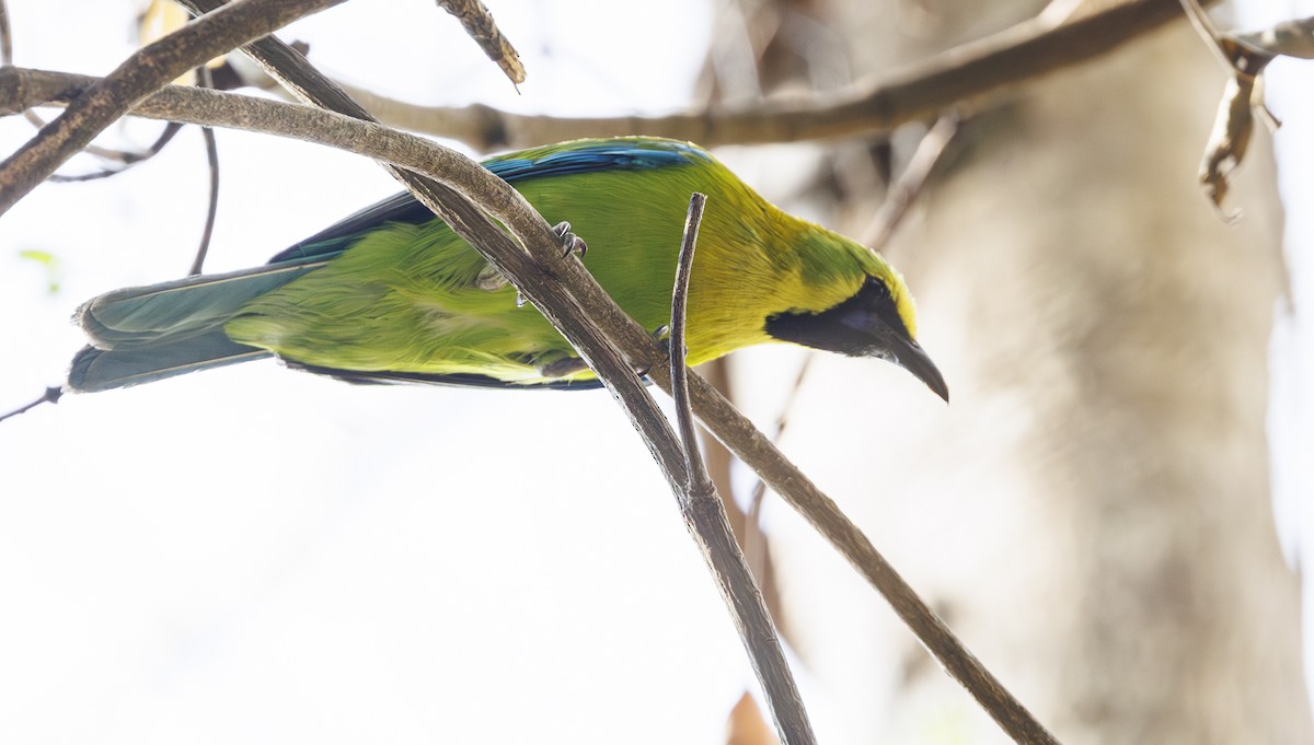 Blue-winged Leafbird - ML633267414