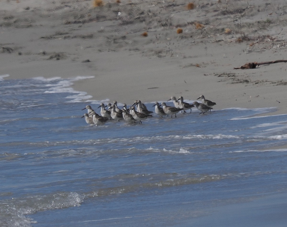Great Knot - ML633267417