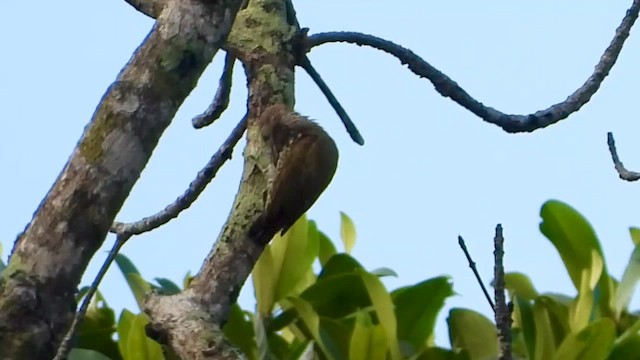 Gabon Woodpecker - ML633267419