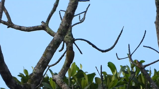 Gabon Woodpecker - ML633267420