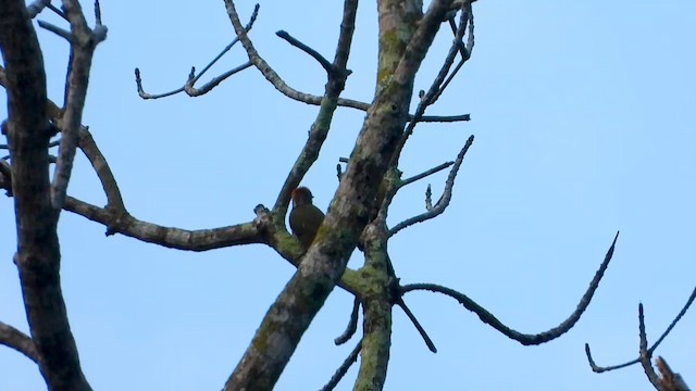 Gabon Woodpecker - ML633267421