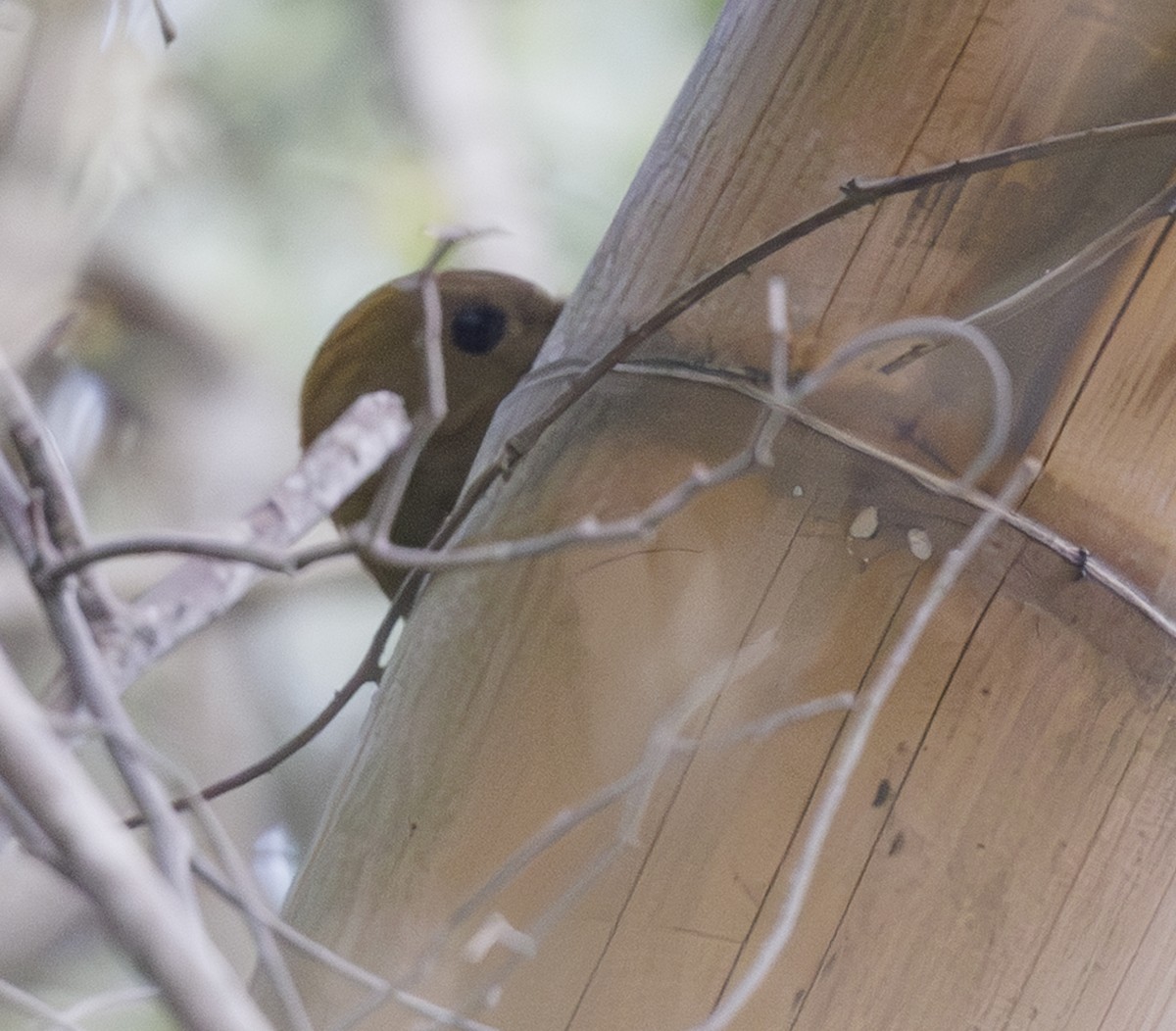 Bamboo Woodpecker - ML633267422