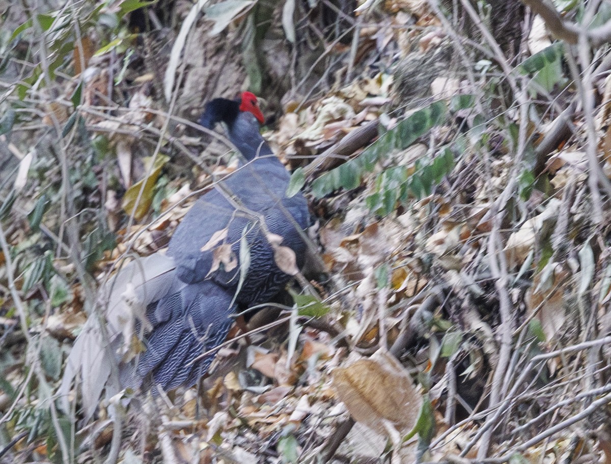Kalij Pheasant - ML633267424