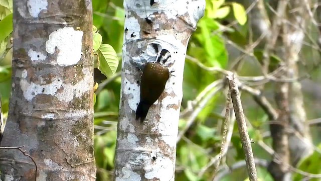 Golden-crowned Woodpecker - ML633267432