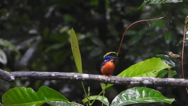 Shining-blue Kingfisher - ML633267467
