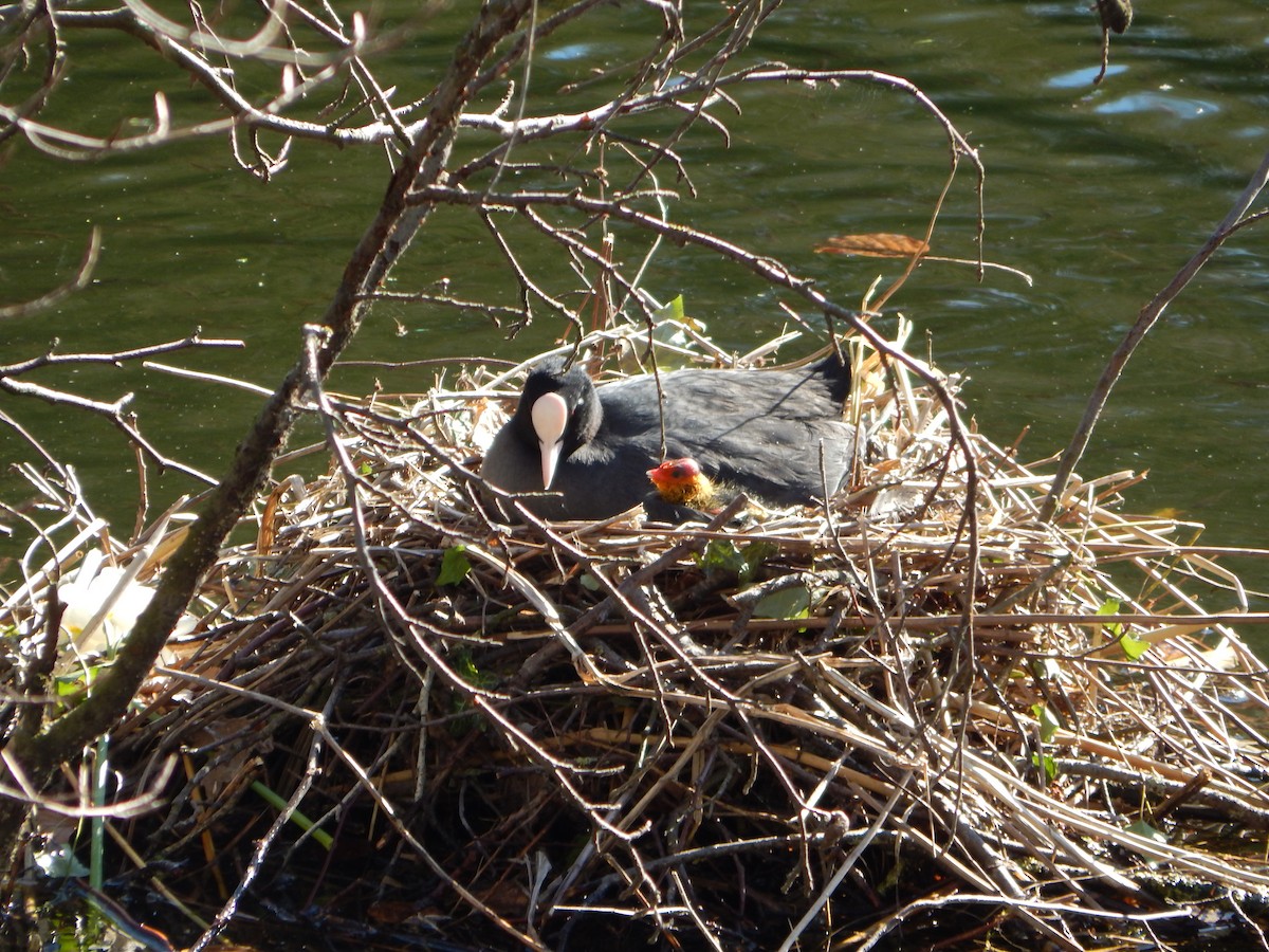 Eurasian Coot - ML633267476