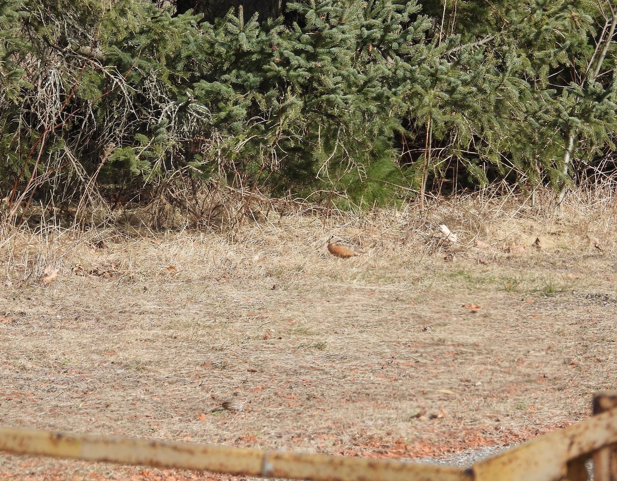 American Woodcock - Jean Lemoyne