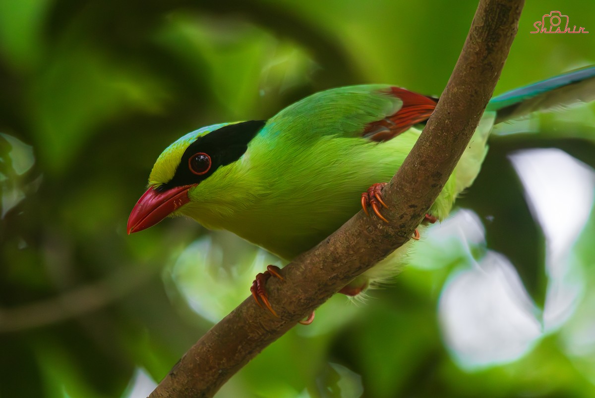 Common Green-Magpie - ML633267596