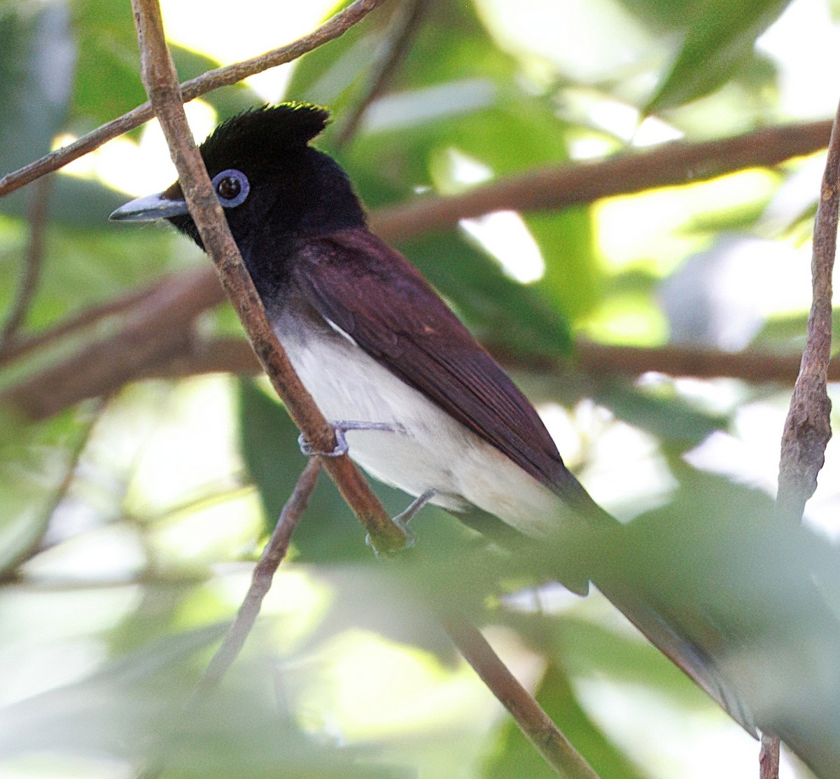 Black Paradise-Flycatcher - ML633267629