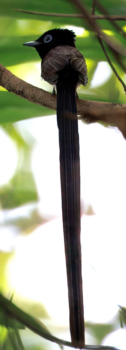 Black Paradise-Flycatcher - ML633267630