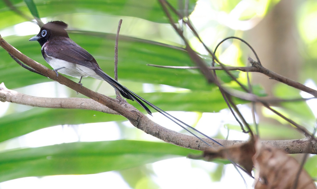 Black Paradise-Flycatcher - ML633267631