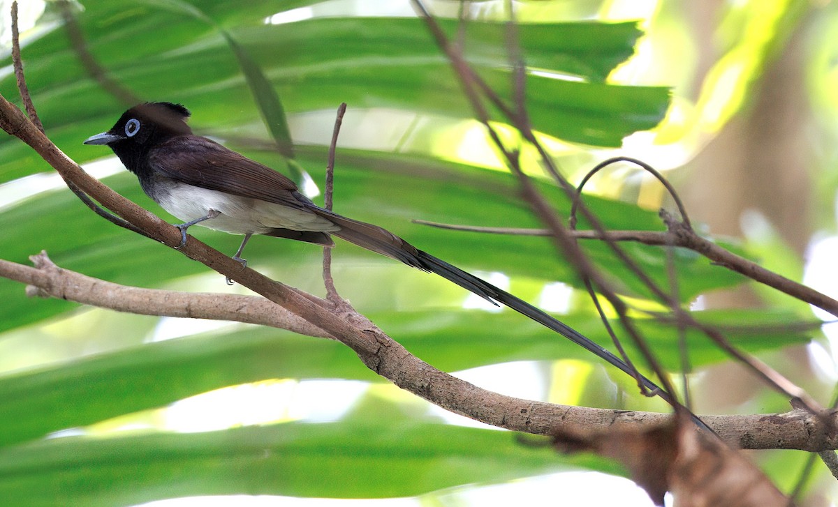 Black Paradise-Flycatcher - ML633267632