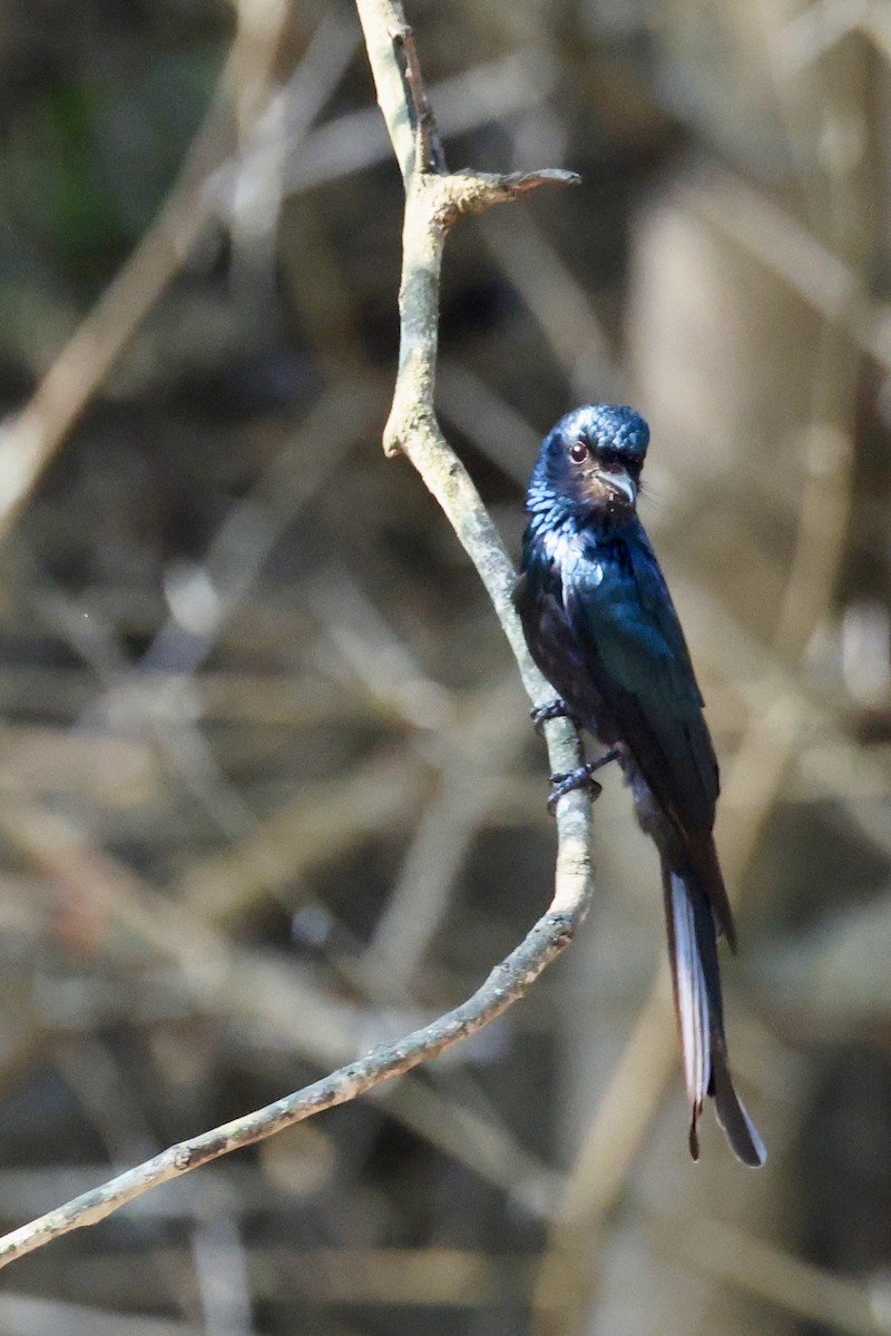Bronzed Drongo - ML633267634