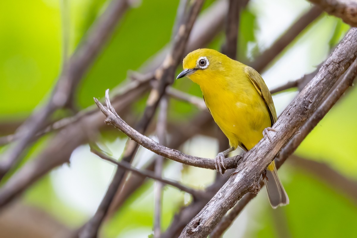 Southern Yellow White-eye - ML633267667