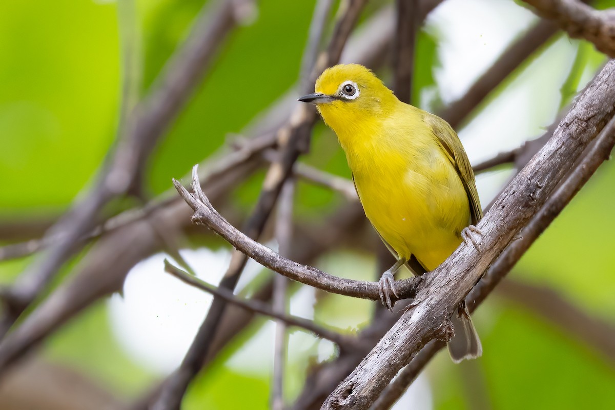 Southern Yellow White-eye - ML633267668