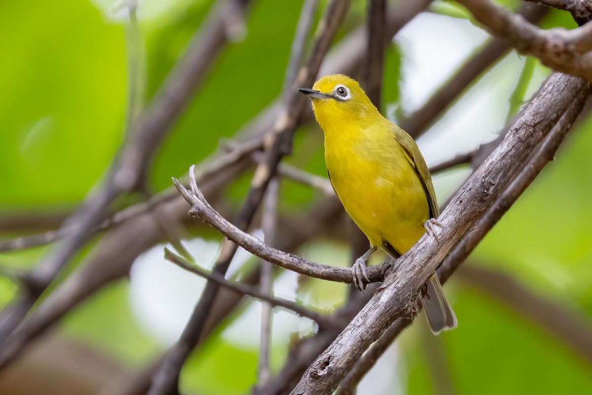 Southern Yellow White-eye - ML633267669