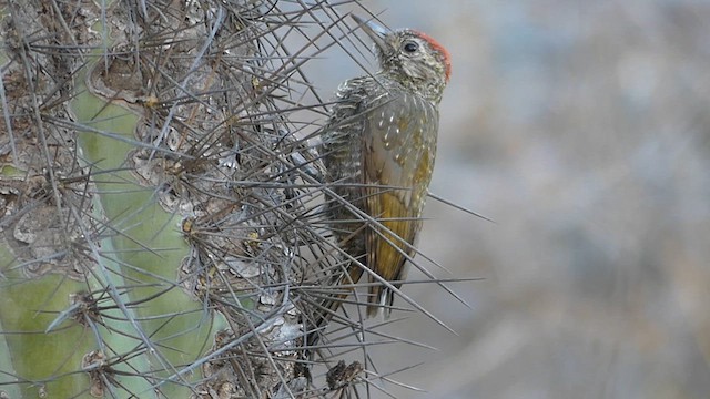 Dot-fronted Woodpecker - ML633267763