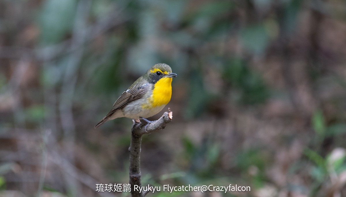 Ryukyu Flycatcher - ML633267807