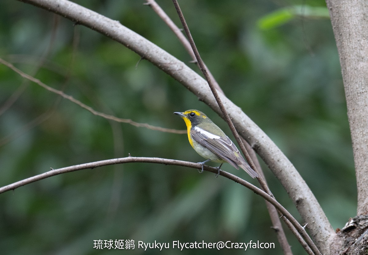 Ryukyu Flycatcher - ML633267808