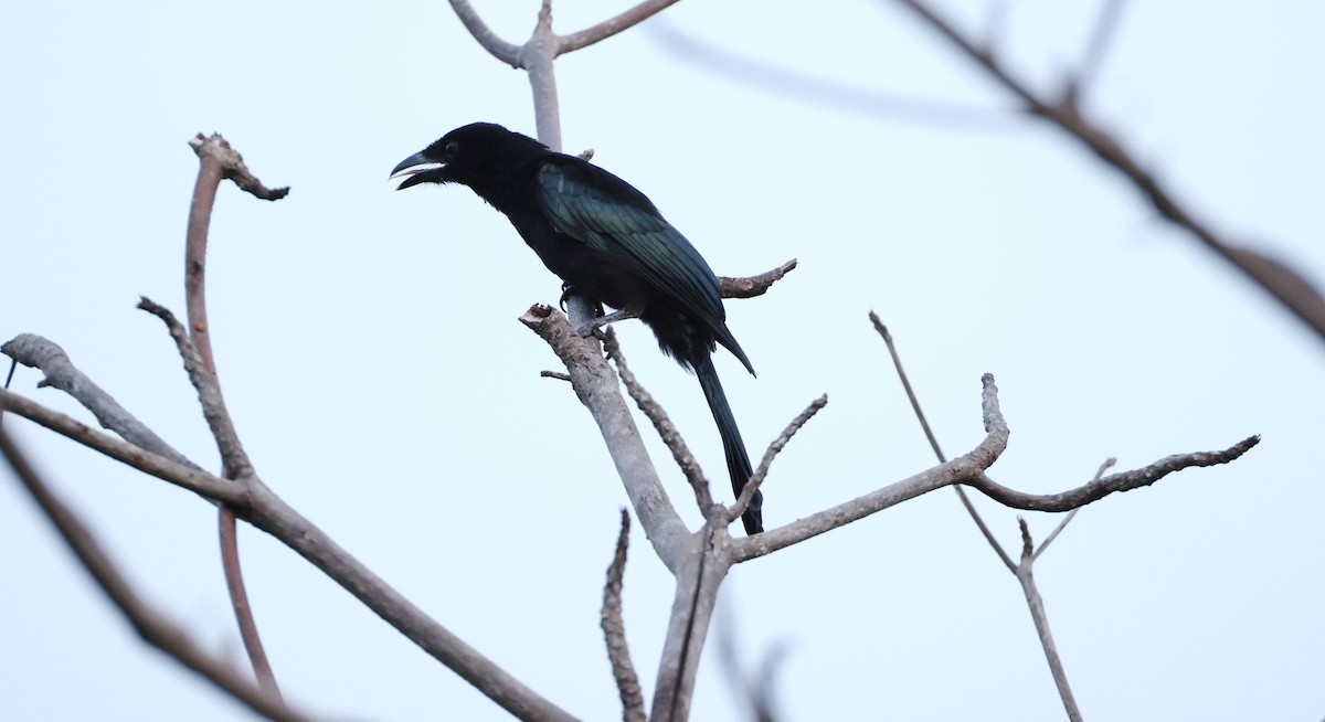 Hair-crested Drongo (White-eyed) - ML633267856