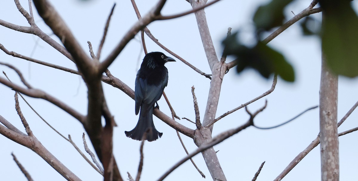 Hair-crested Drongo (White-eyed) - ML633267857