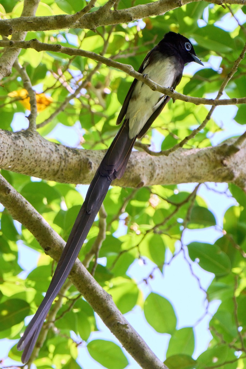 Black Paradise-Flycatcher - ML633267869