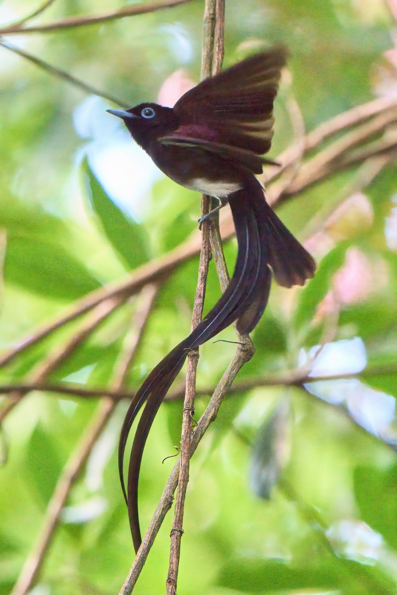 Black Paradise-Flycatcher - ML633267870