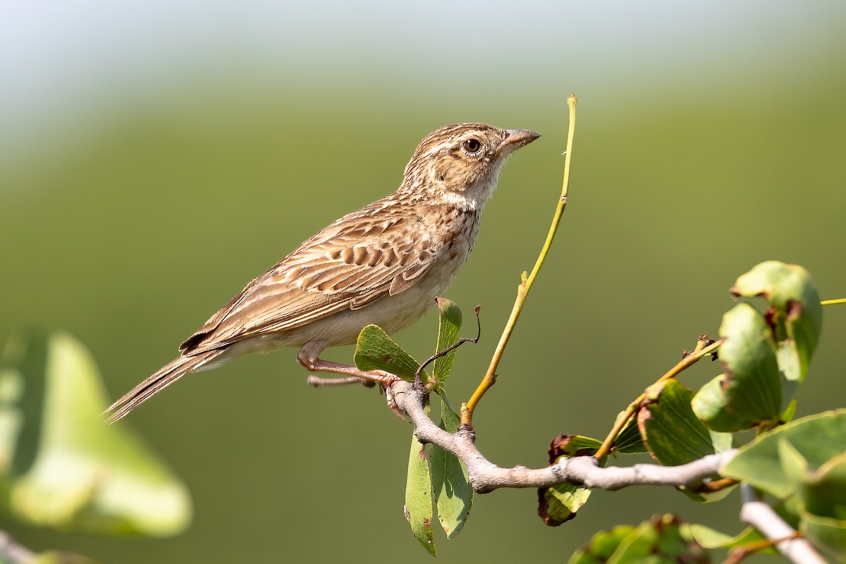 Monotonous Lark - ML633268116