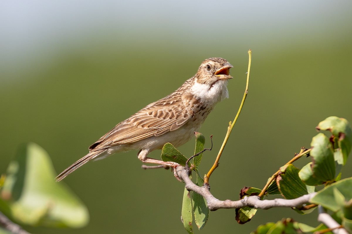 Monotonous Lark - ML633268123