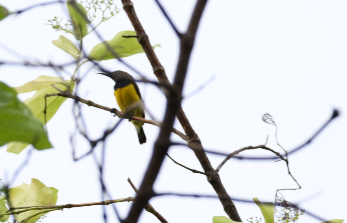 Tukangbesi Sunbird - ML633268160