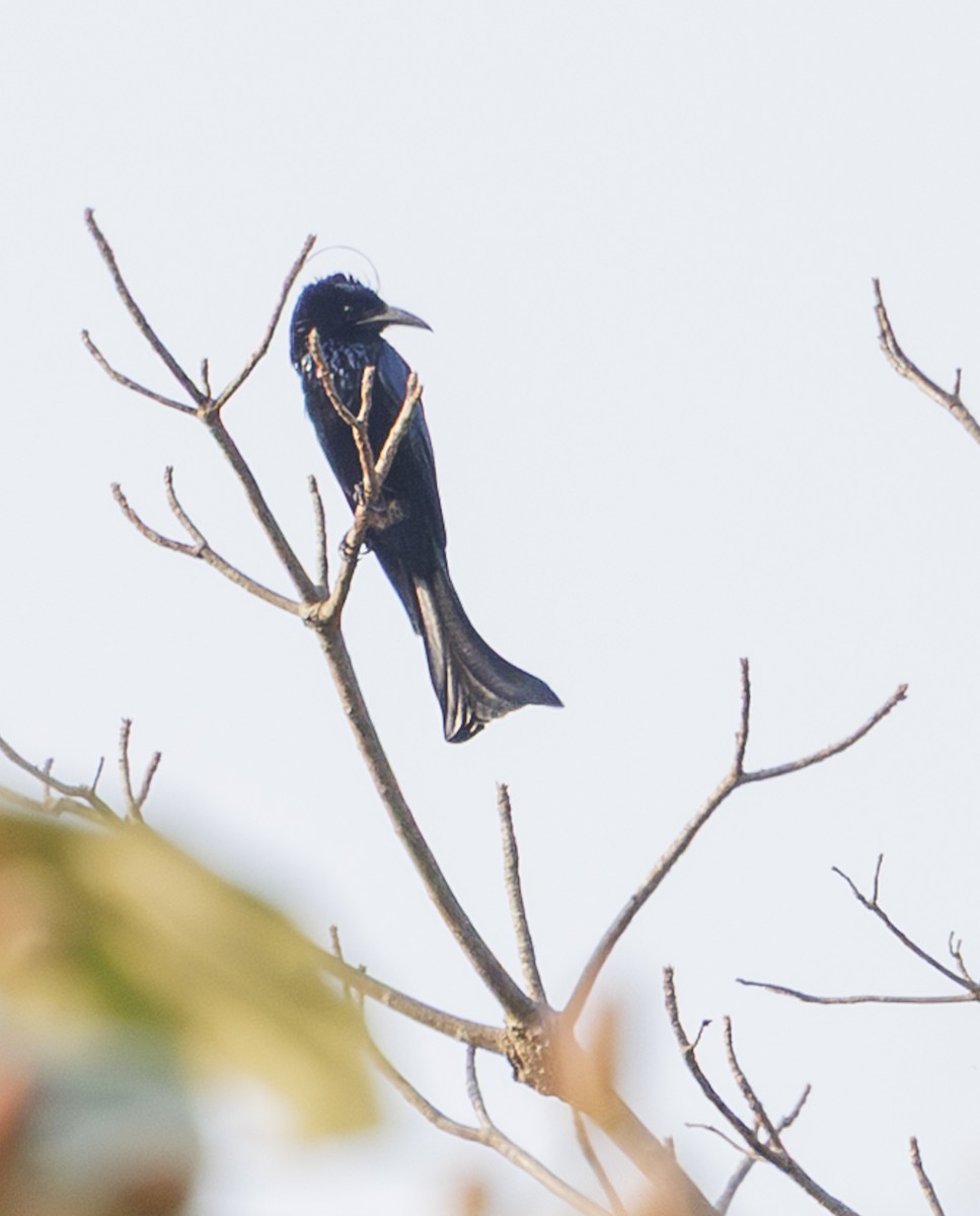 Hair-crested Drongo (Hair-crested) - ML633268198