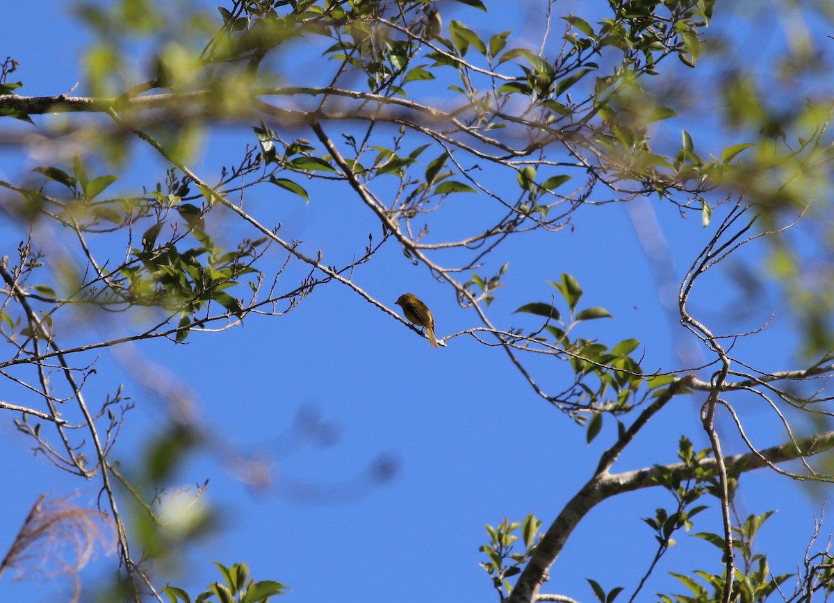 Citrine Canary-Flycatcher - ML633268242