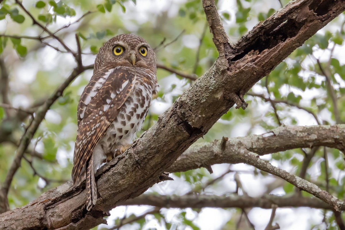African Barred Owlet (Bar-fronted) - ML633268256