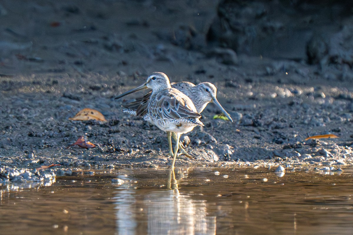 Short-billed Dowitcher - ML633268260